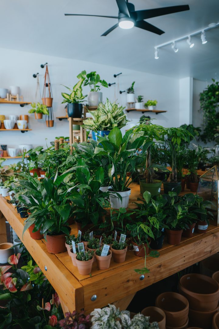 Ceiling Fan in a Plant Shop